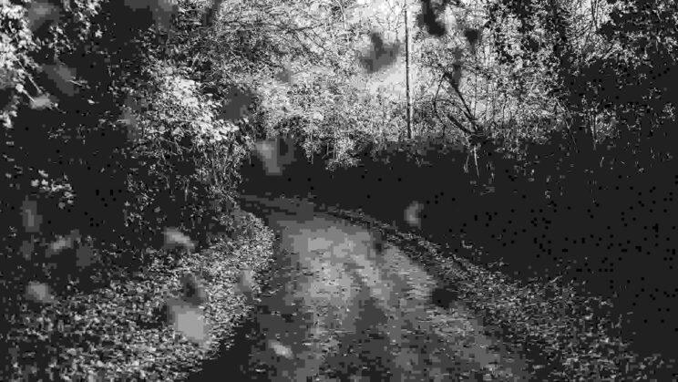 Road in woods