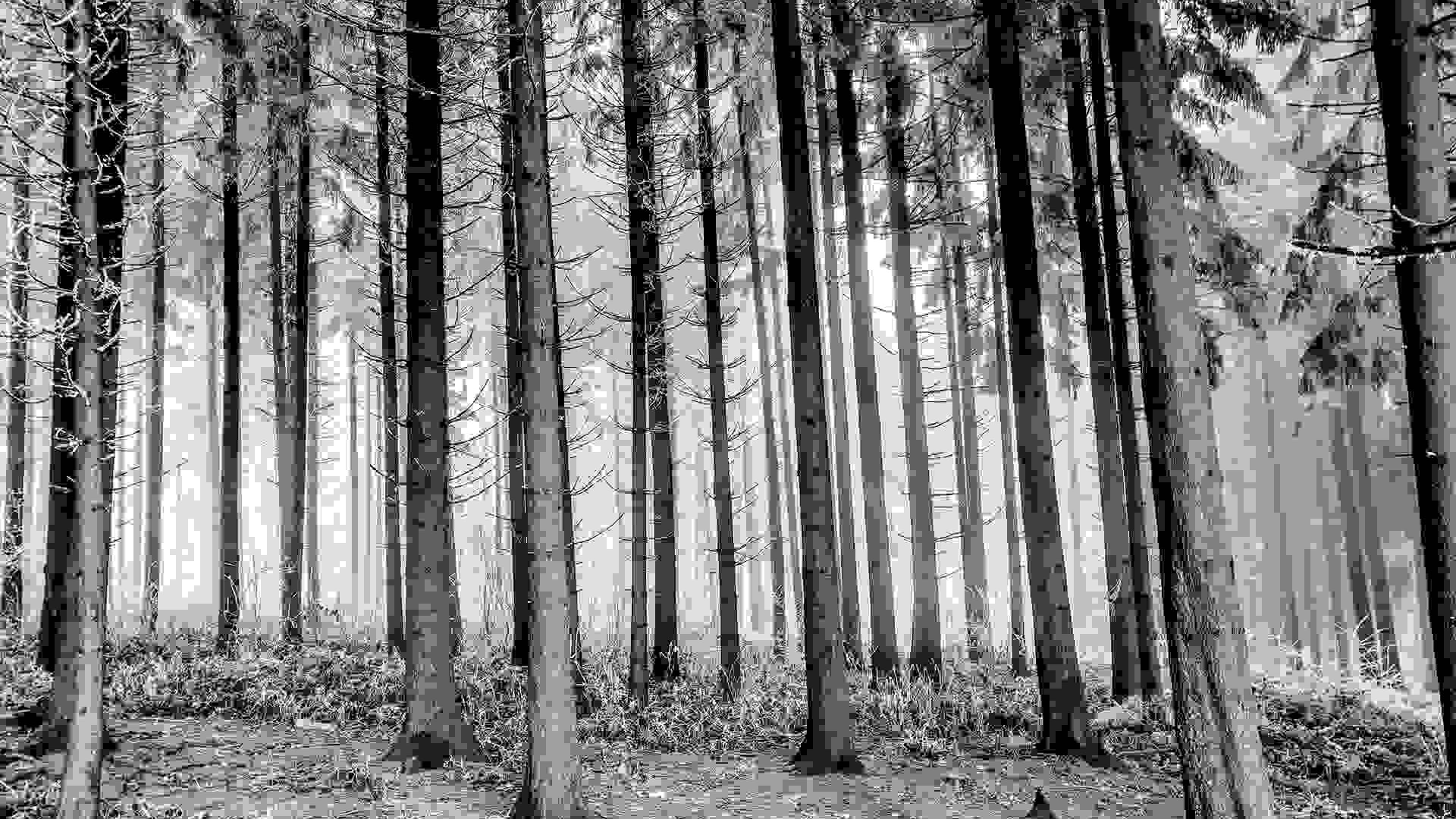 Trees in woods